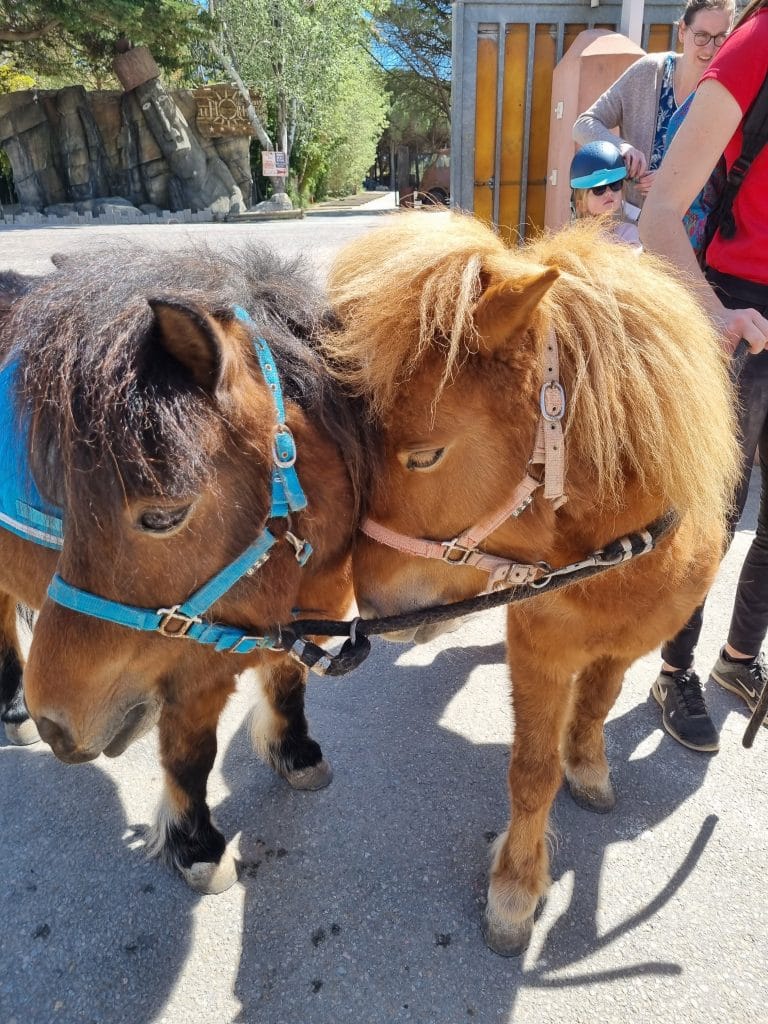Mini ferme, balade à poneys à Barcarès, camping pyrenees orientales (66)